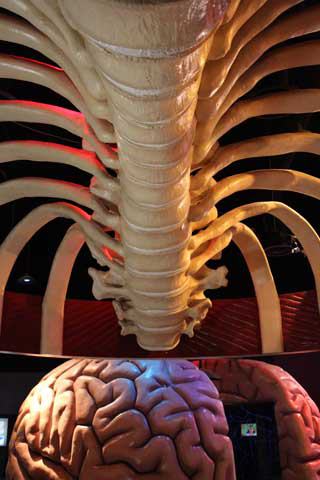 The Health Museum